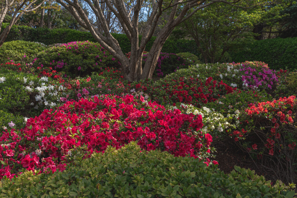 7 Hidden Gems - ‘Ju Raku En’ Japanese Garden