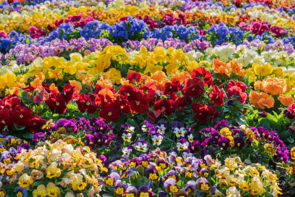 Toowoomba Carnival of Flowers